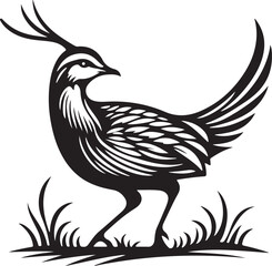 black and white bird