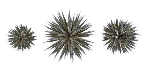 Jungle Chinese Agave tequilana plant shapes cutout 3d render from the top view