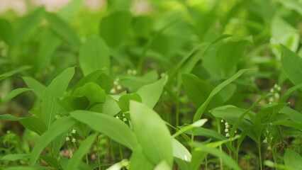 Obraz premium Beautiful spring flowers. May bells, may lily, lily of valley, convallaria, and muguet. Slow motion.