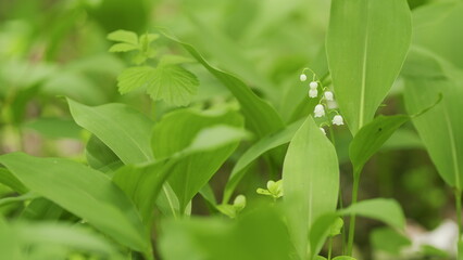 Obraz premium Glade of lilies of valley growing in spring among trees. Convallaria majalis. Slow motion.
