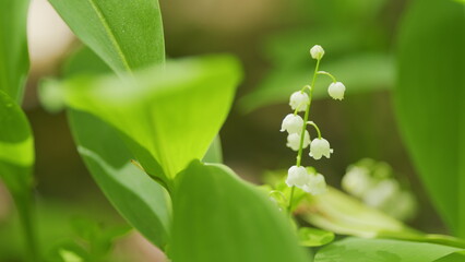 Obraz premium Lilies of valley in forest wind shakes. Convallaria majalis. Blossoming flowers of lily of valley. Slow motion.