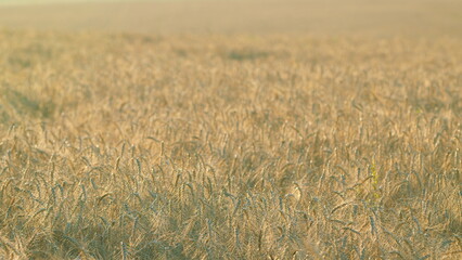 Cultivation of cereals, production of bread. Farm agricultural landscape. Healthy food. Crops...