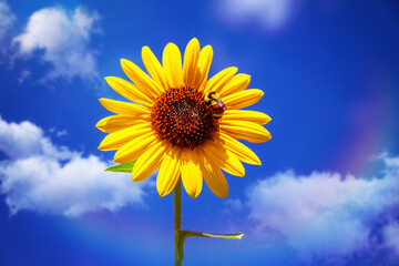 Yellow and Orange Bumble Bee on a Sunflower with Blue Sky and Clouds