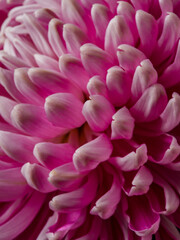 Upclose of pink peony bloom
