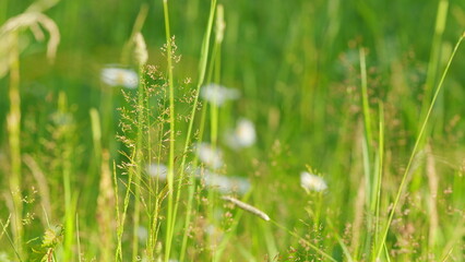 Seeds of grass in late season. Green grass with bokeh effect and single plant in focus at the foreground. © artifex.orlova