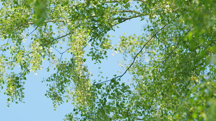 Fototapeta premium Branch of a birch tree. World environment day. Summer birch catkins on branch without leaves. Slow motion.