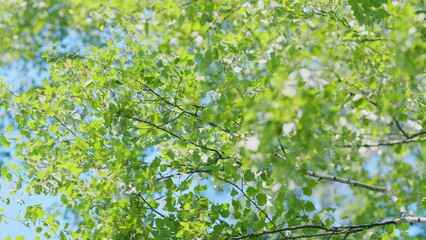 Birch tree branch, betula pendula. Silver birch. Summer birch catkins on branch on blue sky background. Slow motion.