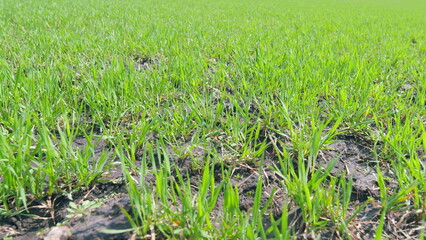 Green wheat swaying in wind. Natural texture background in motion. Pan.