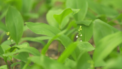 Flowering lilies of the valley in the forest. Free space, natural concept. Selective focus.