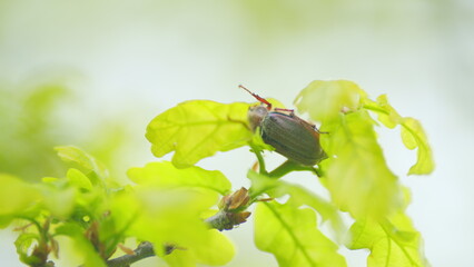 May-bug on a oak leaf. Cockchafer moves between the branches of an oak tree. Close up.