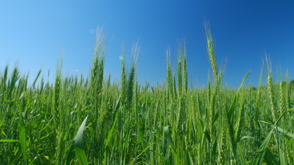 Obraz premium Green unripe wheat in field at sun. Beautiful blue sky. Rich harvest ripening and agricultural concept. Low anlgle view.