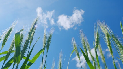 Beautiful blue sky. Ears of wheat on field a during hot day. Low anlgle view. Green spikelets of wheat field move slow motion from light breeze.