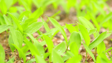 May spring flower with a few small white buds. National flower of Finland. Close up.