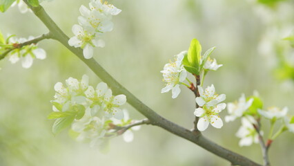 Obraz premium Spring background with white cherry blossom. White bloom of a cherry tree in springtime. Slow motion.