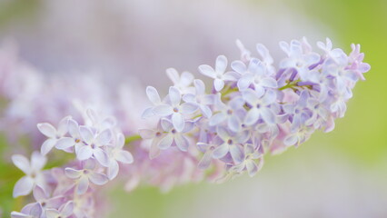 Obraz premium Blooming lilac bush. Lilac flowers bouquet background. Floral purple pink branch of lilac bush in springtime. Slow motion.
