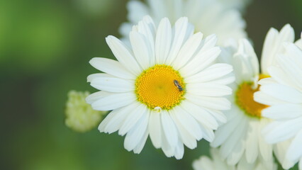 Fototapeta premium Wind sways chamomile flowers in the meadow. Botanical view of chamomile flowers. Close up.