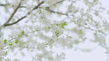 Beautiful white plum flowers in spring. Spring flowering trees in the sunny garden. Slow motion.