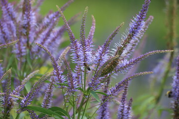 Veronica longifolia known as garden speedwell or longleaf speedwell.
