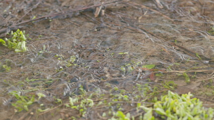 Cold invigorating waters of a clear spring stream with the first shoots of green vegetation. Slow motion.