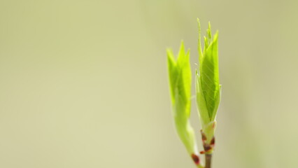 Young bird tree bud in spring. Young green leaf in the spring or in the summer. Static view.
