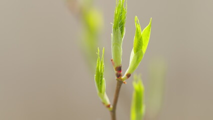 Nature and blooming in spring time. Branch with young leaves. Macro view.