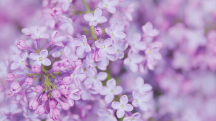 Obraz premium Beautiful violet lilac flower easter design close-up. Gorgeous lilac flowers. Nature backdrop. Pan.