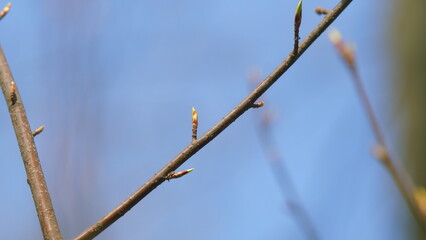 First Spring Leaves In Sun Shine Early Morning. Light Spring Wind Sways Branches. Close Up.