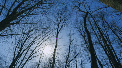Beauty Of Nature. Winter Branches Silhouetted Against Clear Blue Sky. Crowns Of Trees Are In...