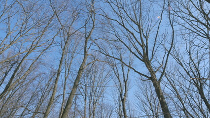 Trees Are Beautiful. Silhouetted Against A Vivid Blue Sky. Tree Against A Clear Blue Sky. Warm...