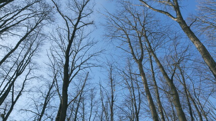 Winter Trees Silhouetted Against A Blue Sky. Stark Bare Tree Branches Silhouetted Against A Winter Sky. Winter Trees Without Foliage On Background Of Sky.