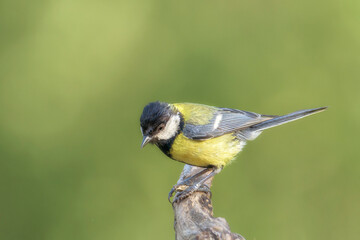 Obraz premium The great tit (Parus major) is a passerine bird in the tit family Paridae. In Bizkaia, Pais Vasco