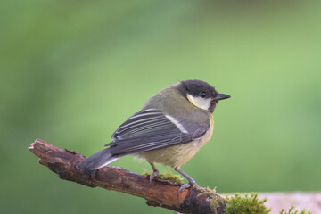 The great tit (Parus major) is a passerine bird in the tit family Paridae. In Bizkaia, Pais Vasco