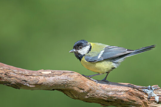 The great tit (Parus major) is a passerine bird in the tit family Paridae. In Bizkaia, Pais Vasco