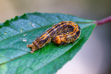 A detailed shot of an Asota heliconia zebrina caterpillar, characterized by its orange-brown body with a black longitudinal line and black spots on the sides. Wulai, Taiwan.
