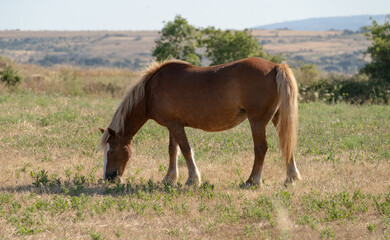 Young brown and white Anglo-Sardinian Arabian foal eating grass and playing