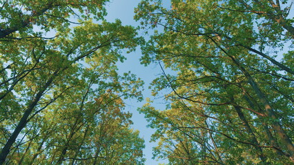 Obraz premium Sunny Day Weather. Majestic Oak Tree With Green Leaves In Foreground. Autumn Forest Landscape. Panoramic View.