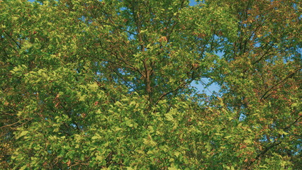 Sunny Day Weather. Majestic Oak Tree With Green Leaves In Foreground. Autumn Forest Landscape. Panoramic View.