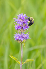 Brown Belted Bumblebee on a Downy Wood Mint
