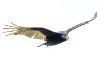 Turkey Vulture in Flight White Background