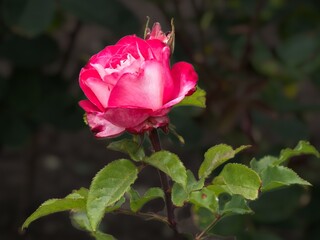 Single rose on a stem, growing on a flowerbed