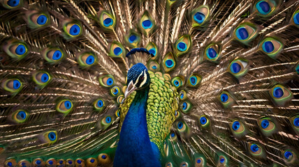 Obraz premium peacock