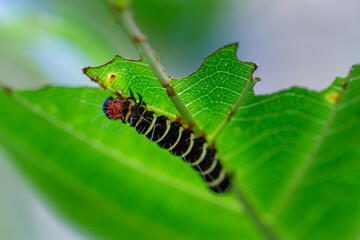 A caterpillar of the Asota plana lacteata moth can be seen under the green leaves, showing off its red legs, black body, white hairs and yellow rings.