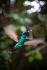 Obraz premium hummingbird in flight
