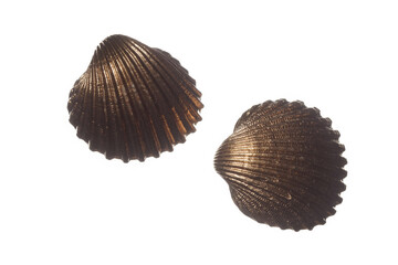 Two golden sea shells isolated on white background. 