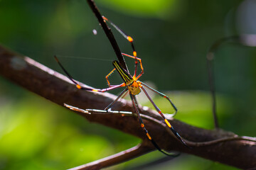 A Nephila pilipes spider, also known as the giant golden orb-weaver spider, was photographed in its web.  Wulai, Taiwan.