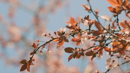 Pink And White Blooming Cherry Plum. Early-Bloom Cherry Blossoms. Plum Blossom Scenery.