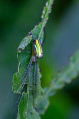 Leucauge celebasiana spider on leaves, known for its gray-green to yellow-green cephalothorax and abdomen with three black longitudinal stripes. Wulai, Taiwan.