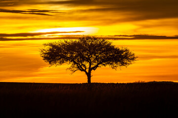 An African Acacia Tree At Sunset With Dramatic Clouds In The Background. Maasai Mara, Kenya.