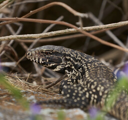 snake in the grass