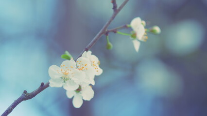 Plum Tree Flower Blossom. Flowering Tree In Springtime. White Small Cherry And Plum Flowers.